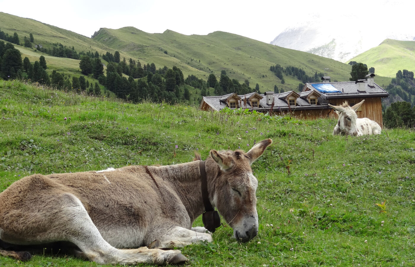 Vom Sellajoch über die Plattkofelhütte zum Mahlknecht Joch und von Val Duron nach Campitello