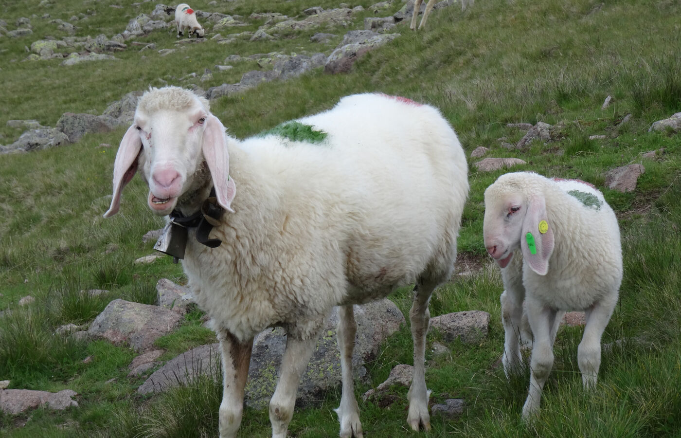 Rittnerhorn Promenadenweg 