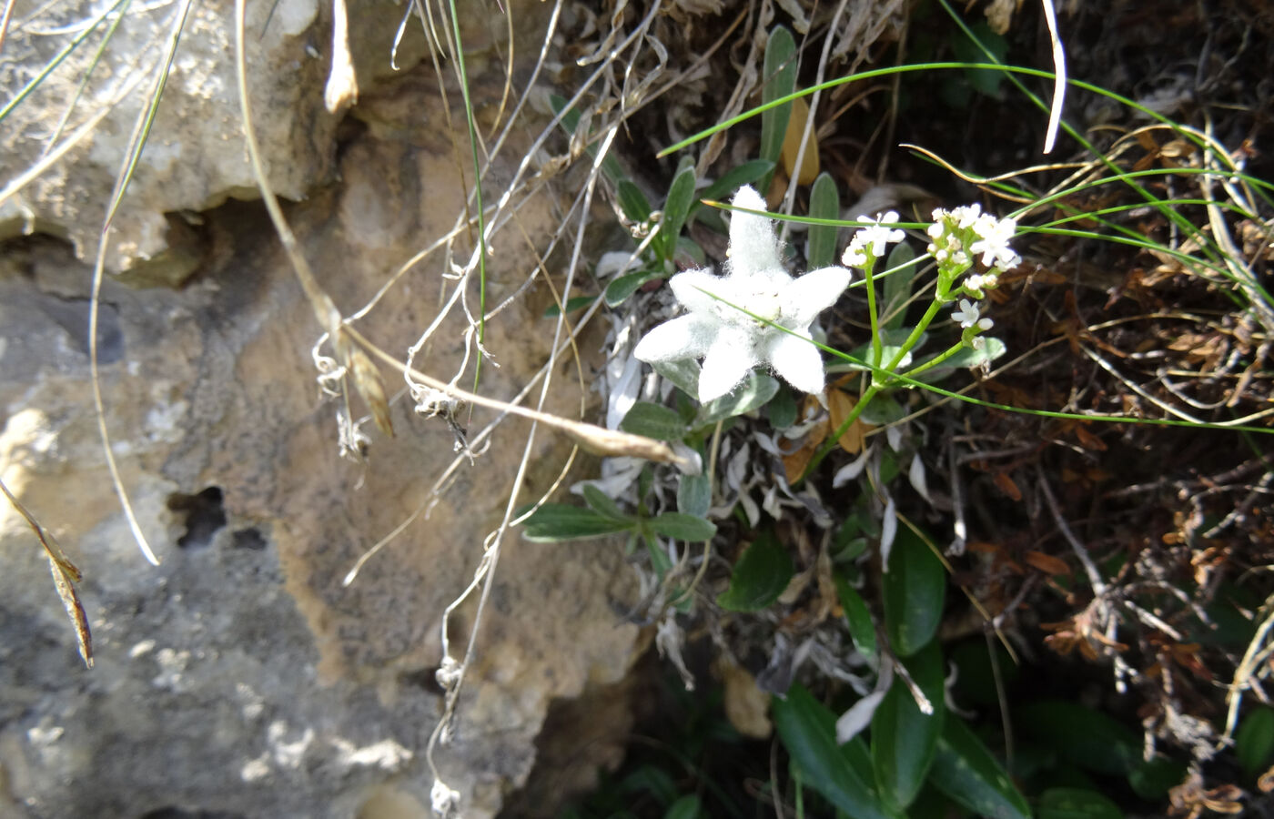 Hirzelweg im Rosengarten