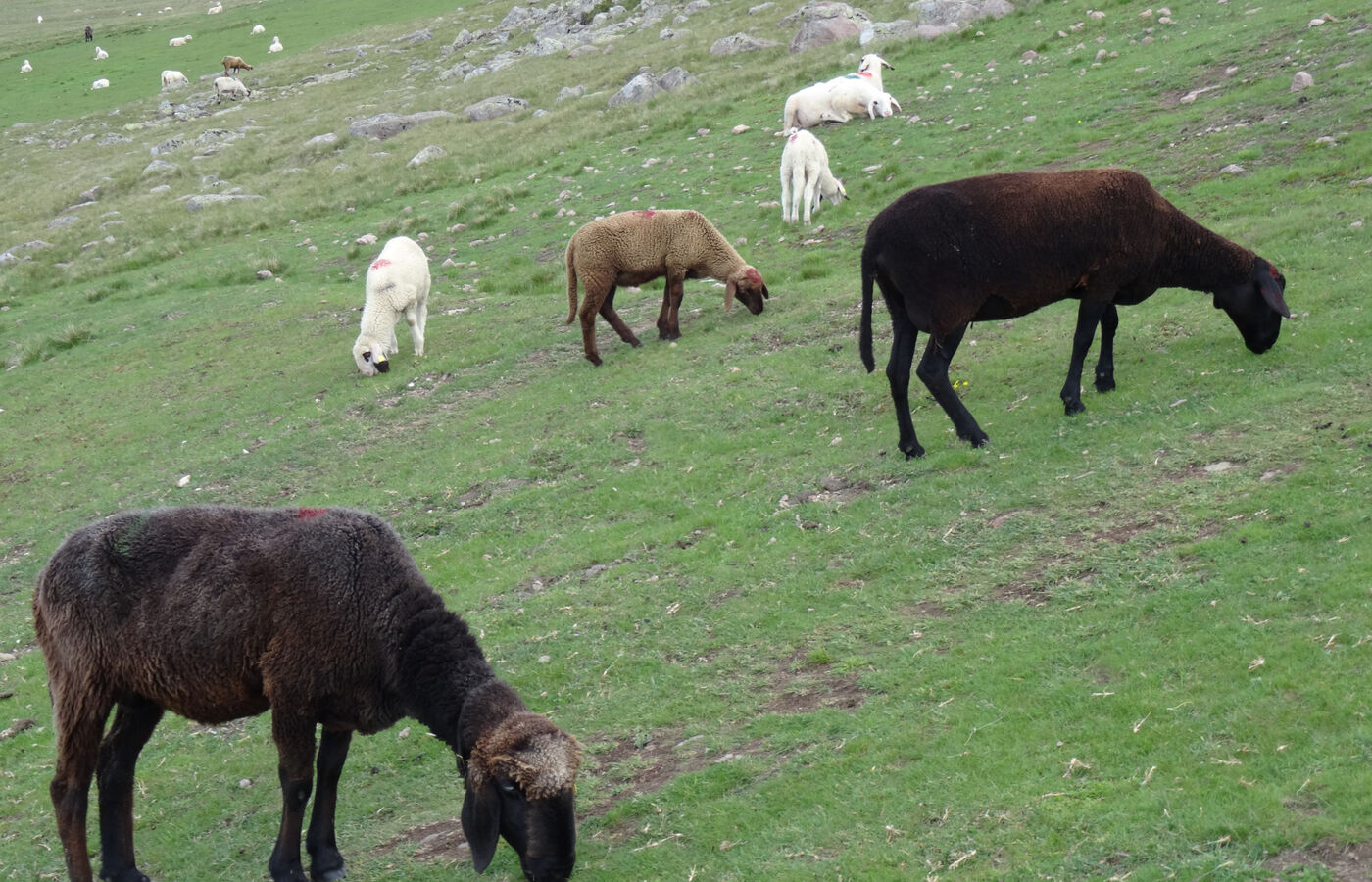 Rittnerhorn, leichter Promenadenweg 